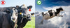 Livestock & Equine Spray 2.5 Gallon